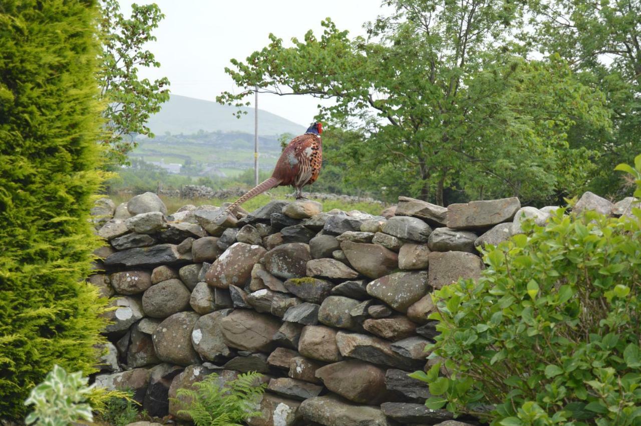 MountainStudios Snowdonia Beudy Bach Bangor  Exterior foto